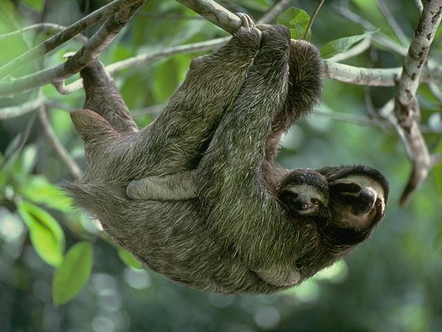 SLOTHS-Three-toed Sloths-mom and baby.JPG