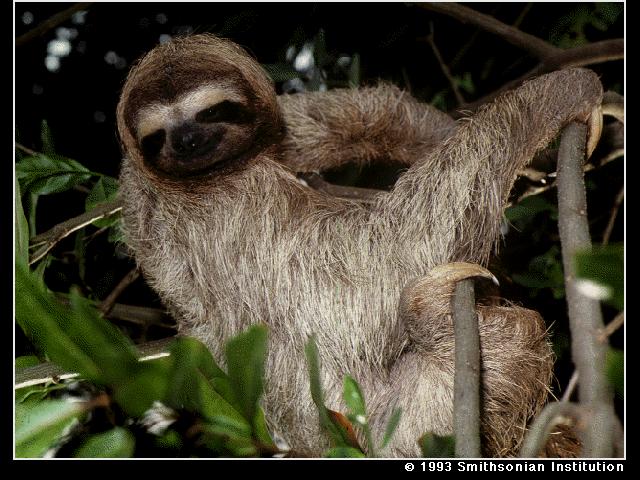 SLOTH-Three-toed Sloth-closeup.jpg
