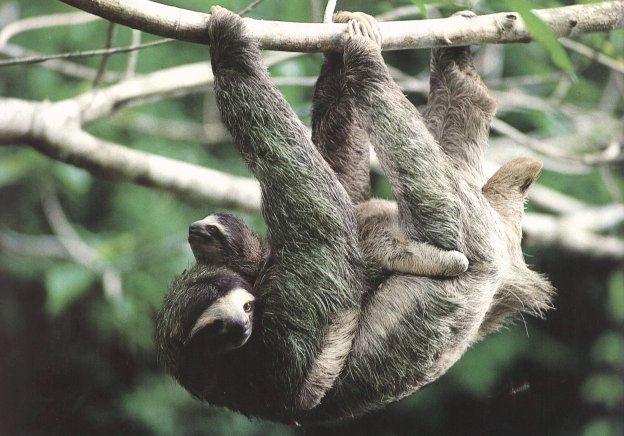 Three-toed Sloth 00.jpg