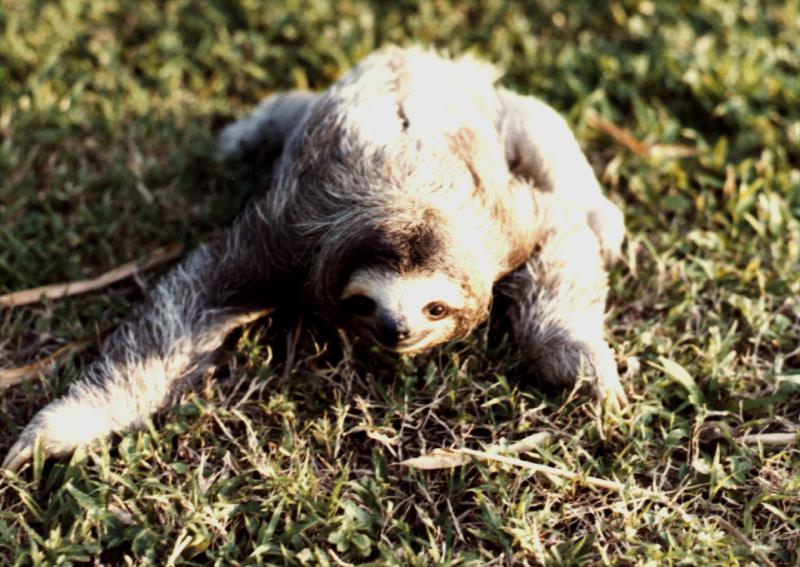 Three-toed Sloth-On the ground.jpg