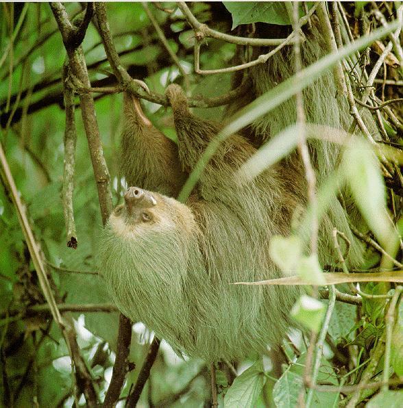 2TOSLOTH-Two-toed Sloth-hanging branch.JPG
