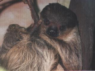 anim029-Two-toed Sloth.jpg