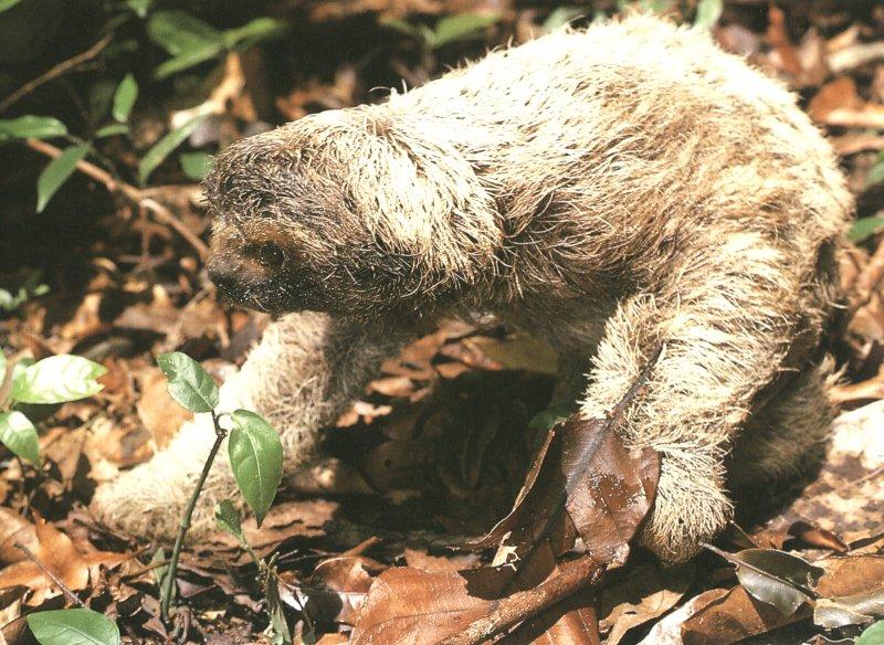 sloth 01-Two-toed Sloth-on leafy ground.jpg
