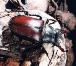 European Stag Beetle.jpg