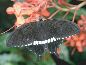 Papilio polytes (male).jpg