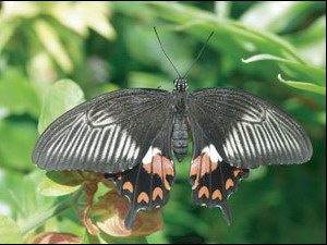 Papilio polytes (female).jpg