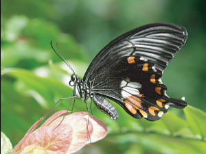 Papilio polytes (female outside).jpg