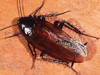 smokybrown cockroach.jpg