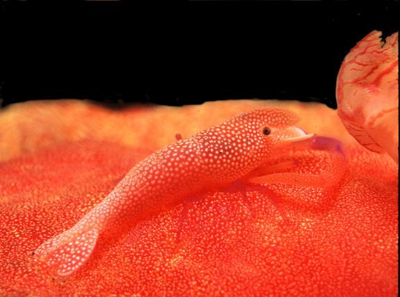 Periclimenes imperator-Imperial Cleaner Shrimp-closeup.jpg