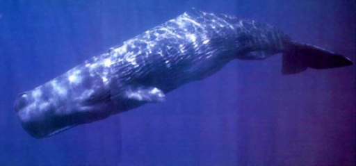 Sperm Whale.jpg
