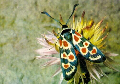 acbi9929-Provence Burnet Moth.jpg