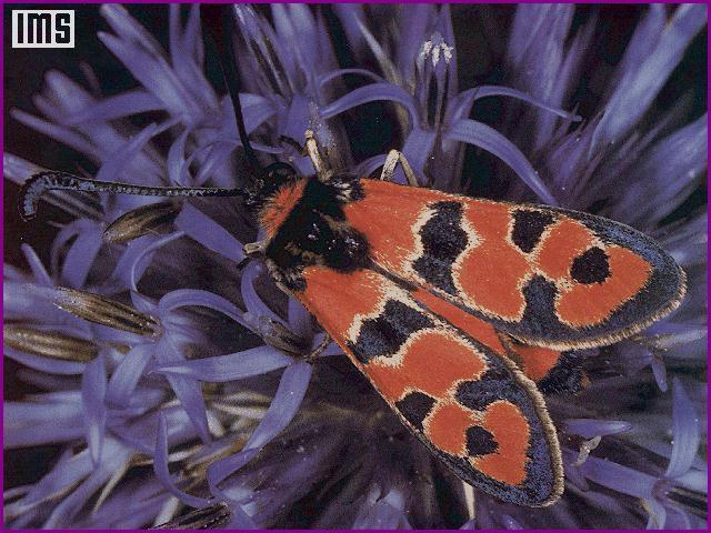 anim062-Six-spot Burnet Moth-on flower.jpg