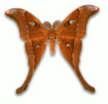 Hercules Moth.jpg