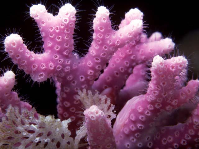 deep2-Pink Coral-Branches.jpg