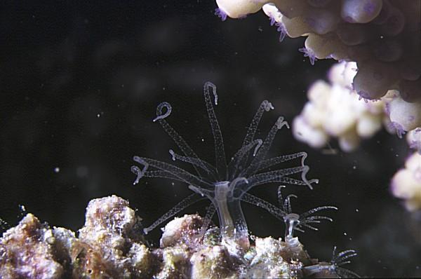 16-Coral Polyp.jpg