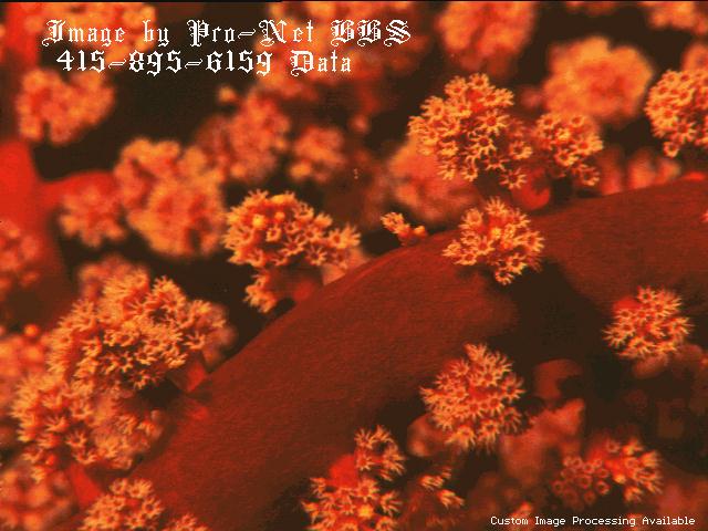 Sea Anemone Flower 053.jpg