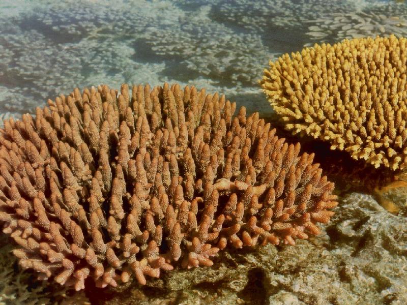 Staghorn Coral.jpg