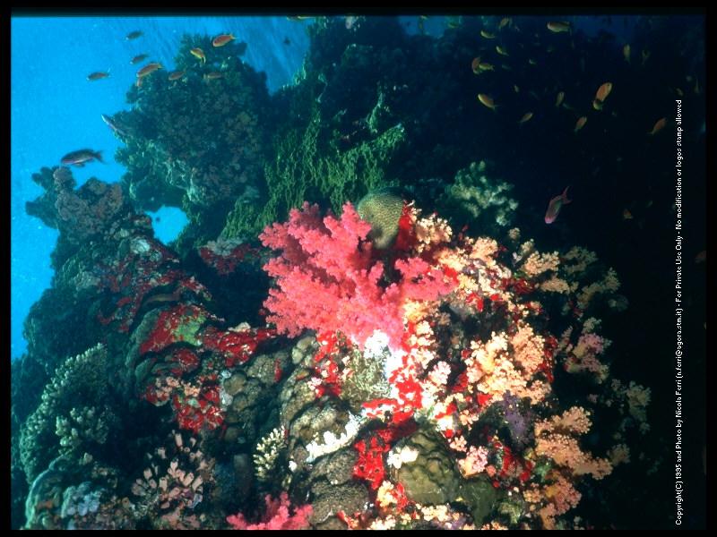 deepsea-Red Coral and Fishes-sub00066.jpg