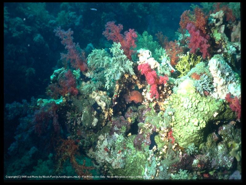 deepsea-Red Corals-sub00069.jpg