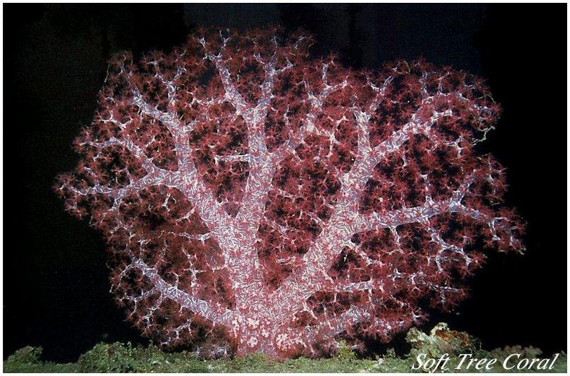 sea-004 Soft Tree Coral.jpg