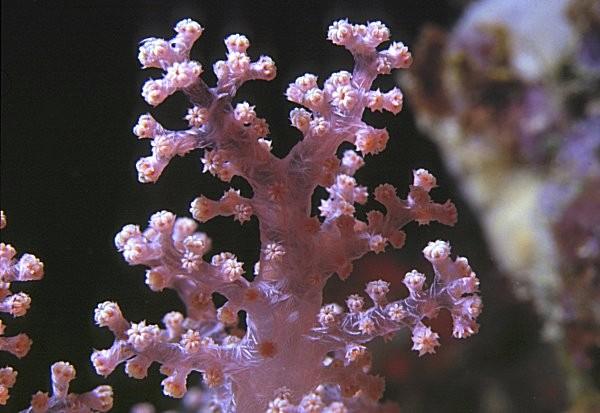 21-Soft Coral.jpg