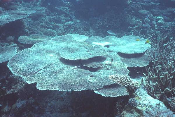 Table Coral-from Palau.jpg