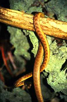Brown Tree Snake 3-Up A Branch.jpg