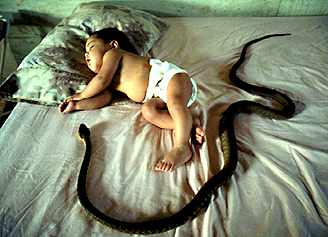 Brown Tree Snake-Sleeping Baby On Bed.jpg