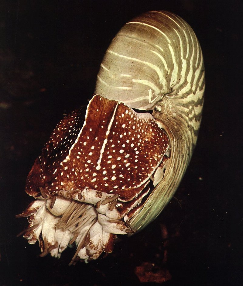 Nautilus pompilius-closeup.jpg
