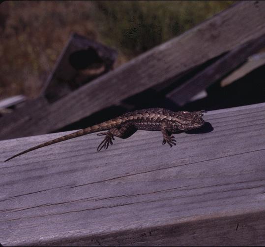 Sceloporus undulatus-Prairie Fence lizard-on fence.jpg