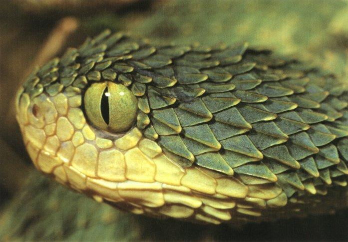 Snake-African Bush Viper Head.jpg