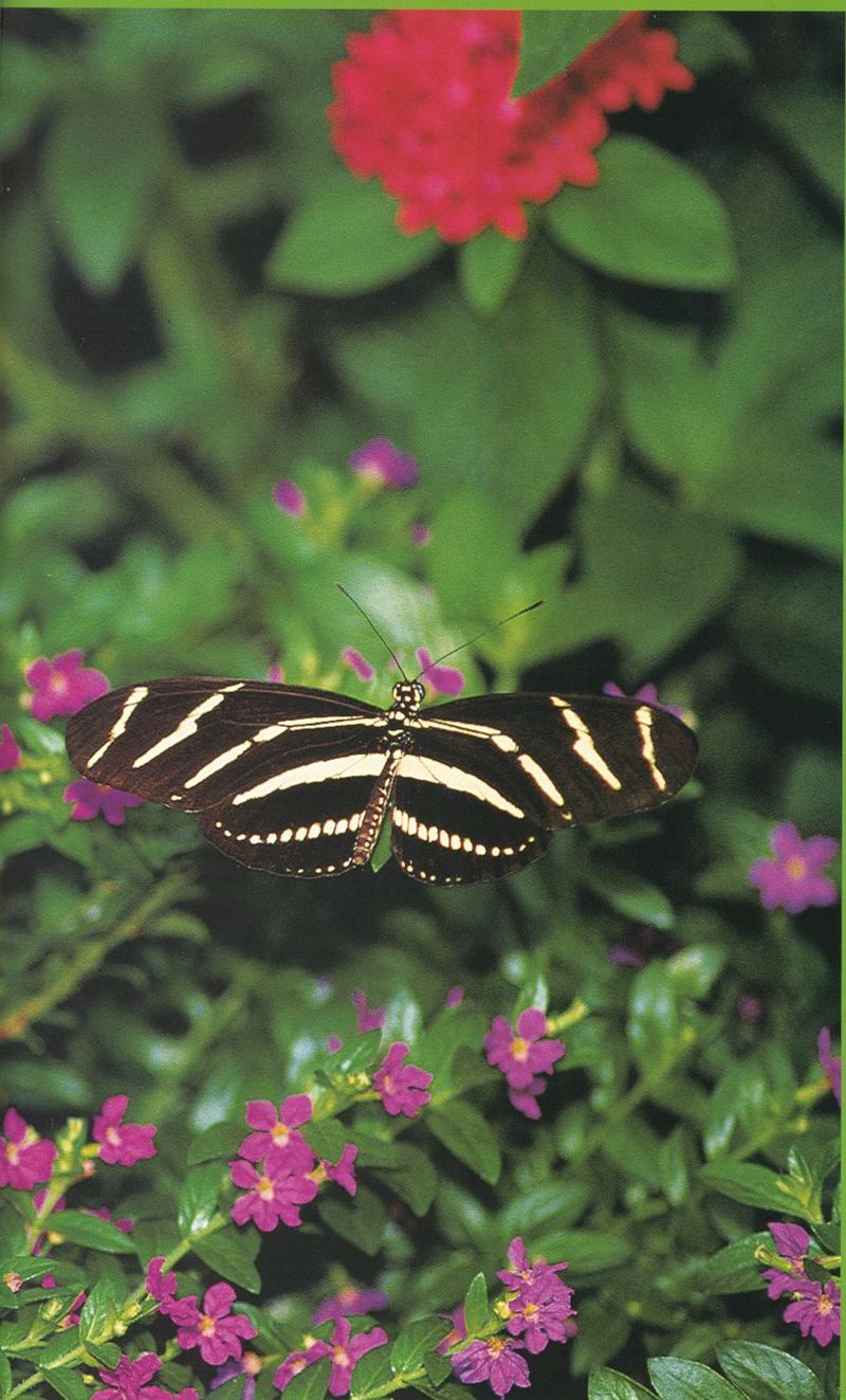 butterfly4-Zebra Longwing Butterfly-by Joel Williams.jpg