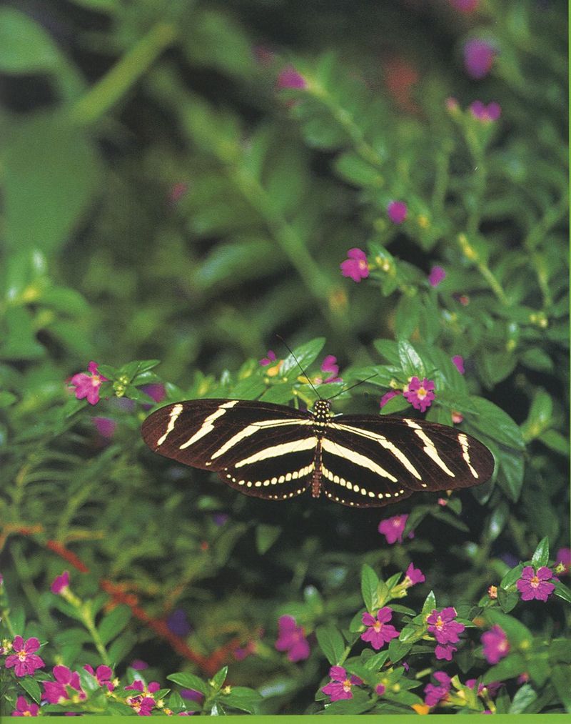 butterfly5-Zebra Longwing Butterfly-by Joel Williams.jpg