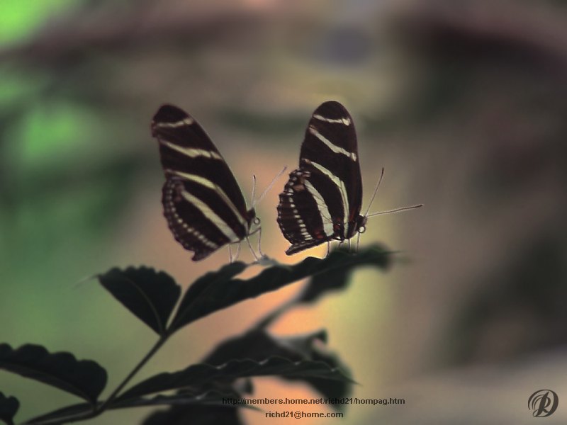 L68Butrfly4-Zebra Longwing Butterfly pair.jpg