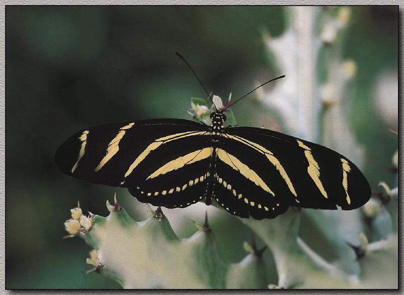 Zebra Longwing Butterfly 01.jpg