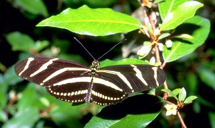 Zebra Longwing Butterfly 37.jpg