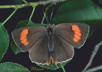 Tiny Beasty-Thecla betulae-Brown Hairstreak Butterfly.jpg