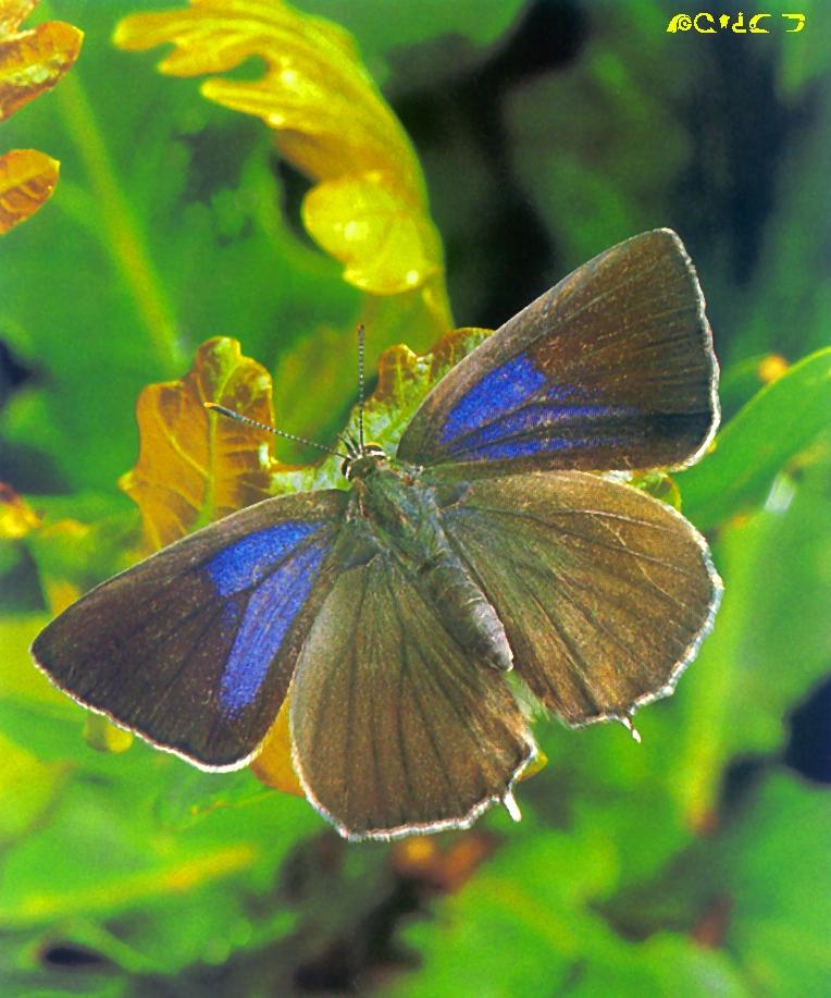 Purple Hairstreak Butterfly-on leaf.jpg