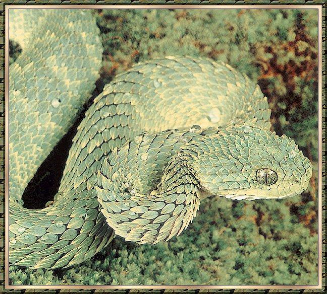 Snake bb003-Green Bush Viper-closeup.jpg