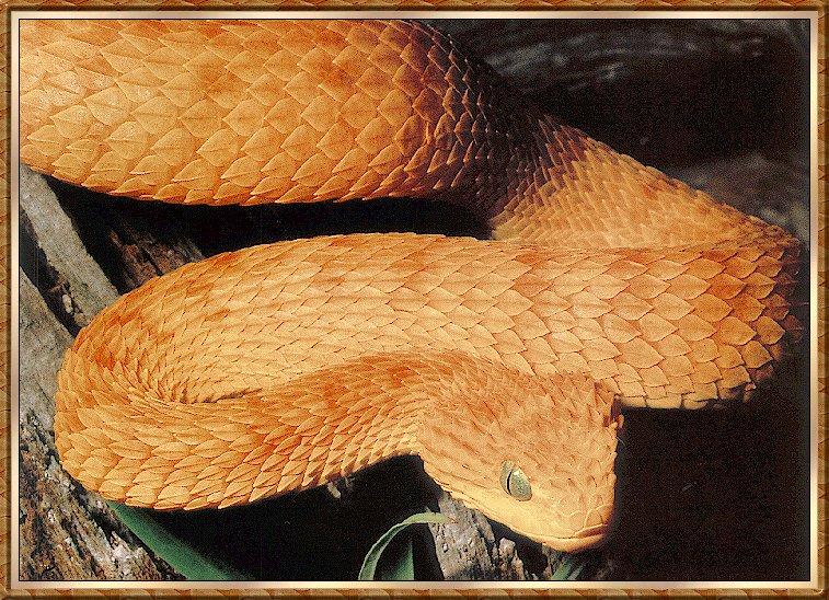 Snake bb004-Green Bush Viper-Orange phase closeup.jpg