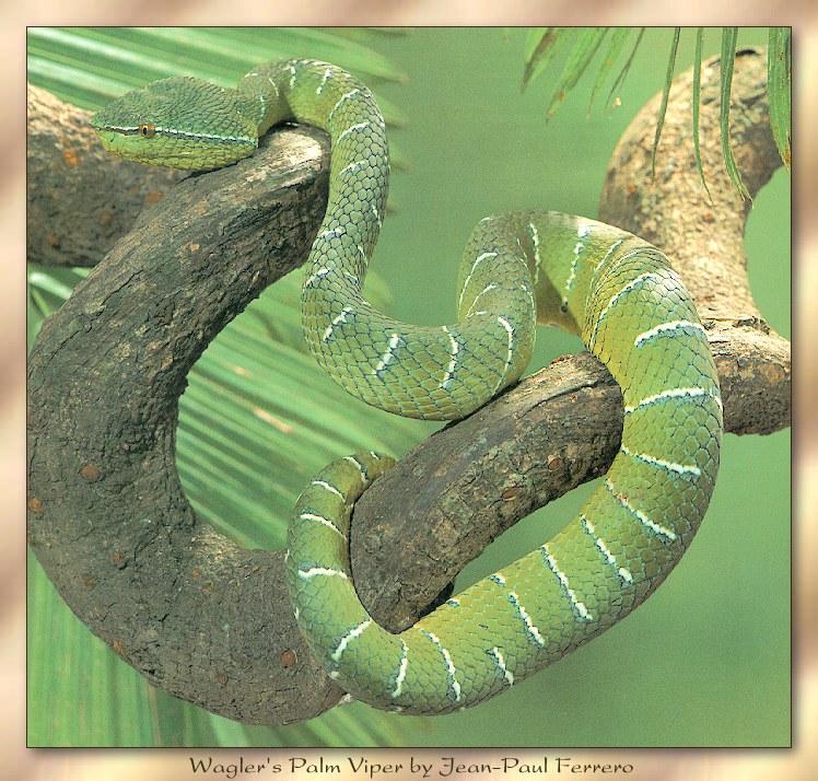 rep s007-Wagler\'s Palm Viper-Green Snake.jpg