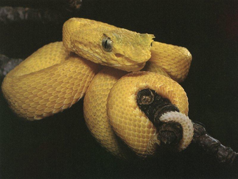 Yellow Eyed Viper.jpg