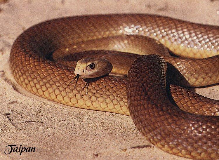 Reptile-003-Taipan Snake.jpg