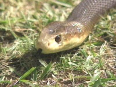 Taipan Snake-Face Closeup.jpg