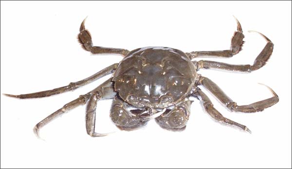 Chinese Mitten Crab (Eriocheir sinensis), Korea.jpg