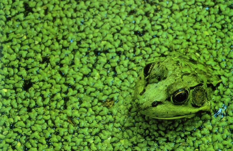 frog9904-Green Frog.jpg