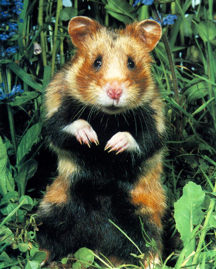 wffm041-Common Hamster-standing in grass.jpg