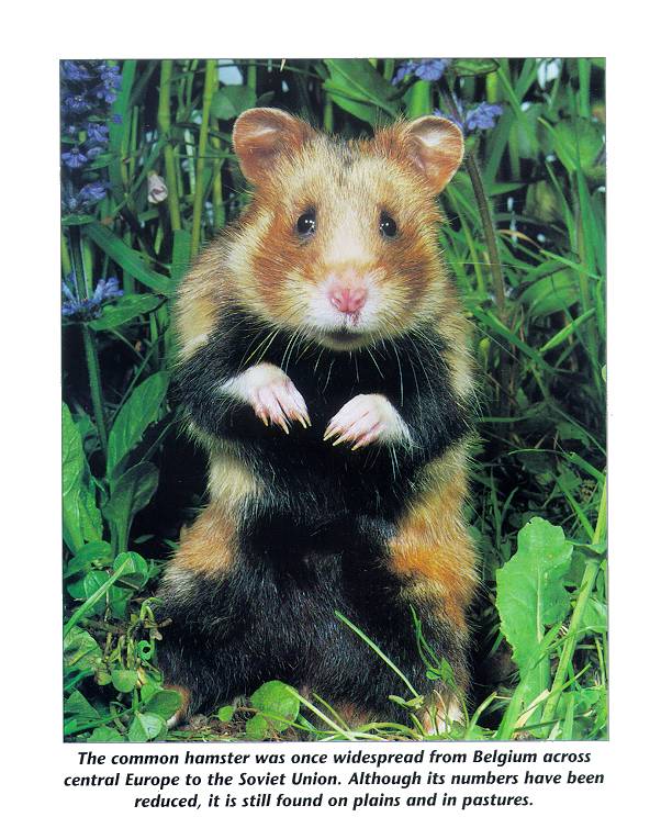 mammal05-Common Hamster-standing in grass.jpg