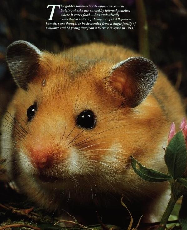 hamster-Syrian or Golden Hamster-face closeup.jpg