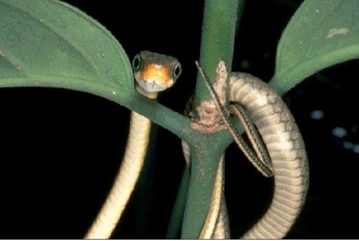 NGS-Slender Tree Snake-Cute Face.jpg